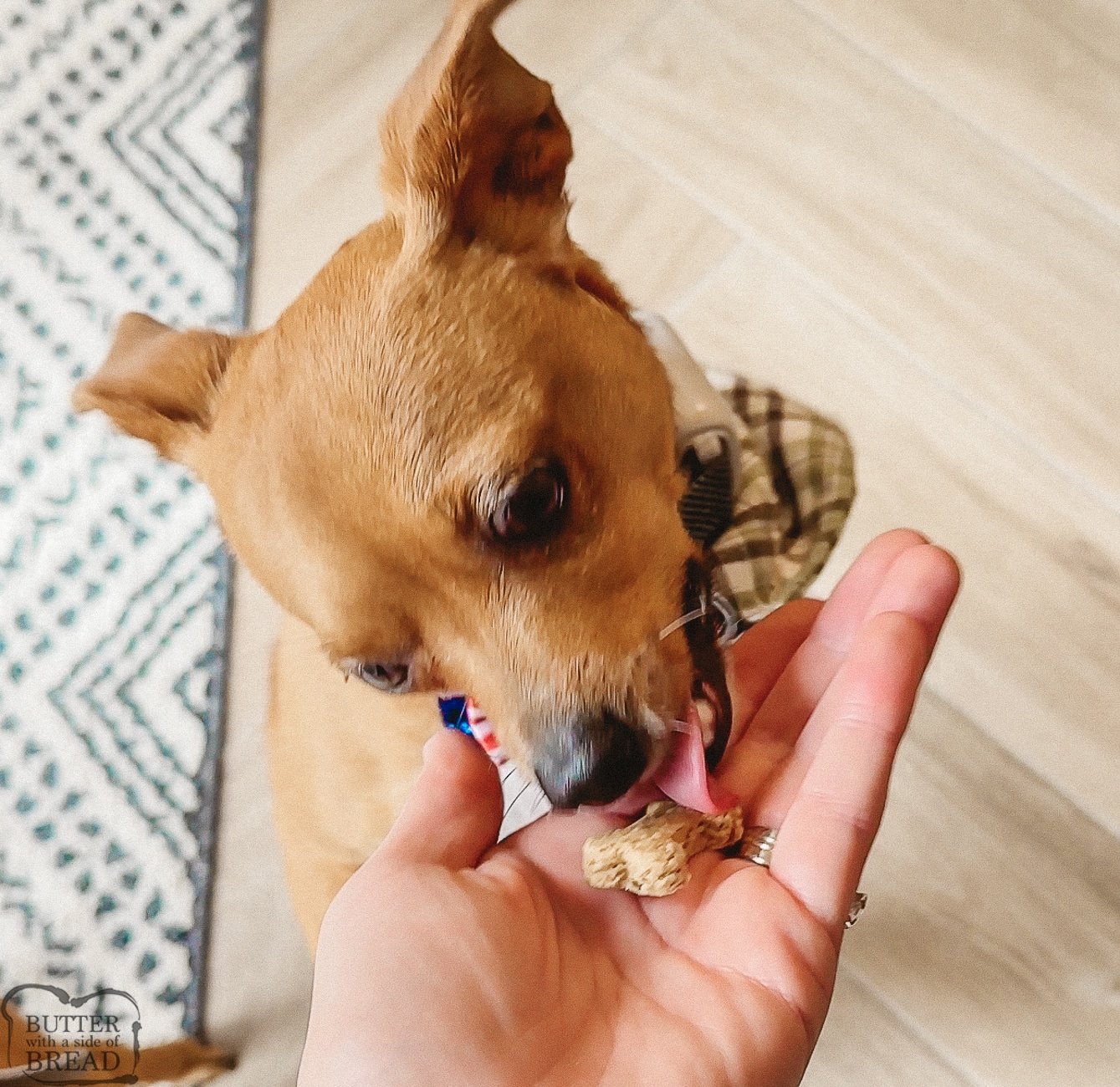 dog eating a homemade oat flour dog biscuit
