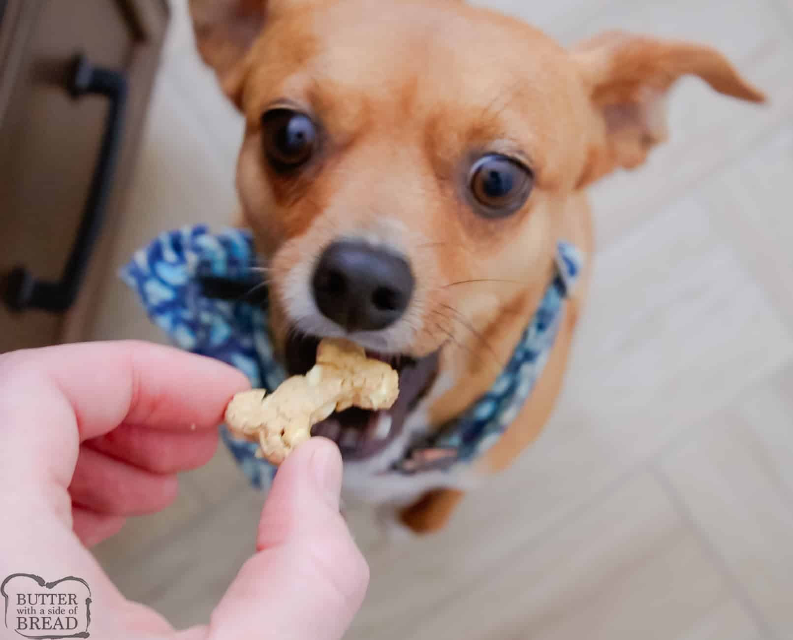 dog eating a dog treat with apples and peanut butter