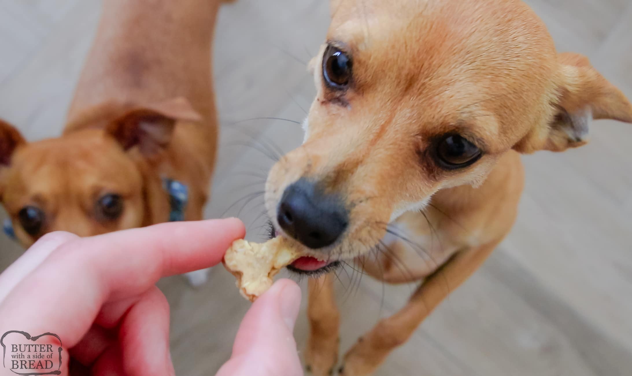 cute dog Penny eating a homemade dog treat