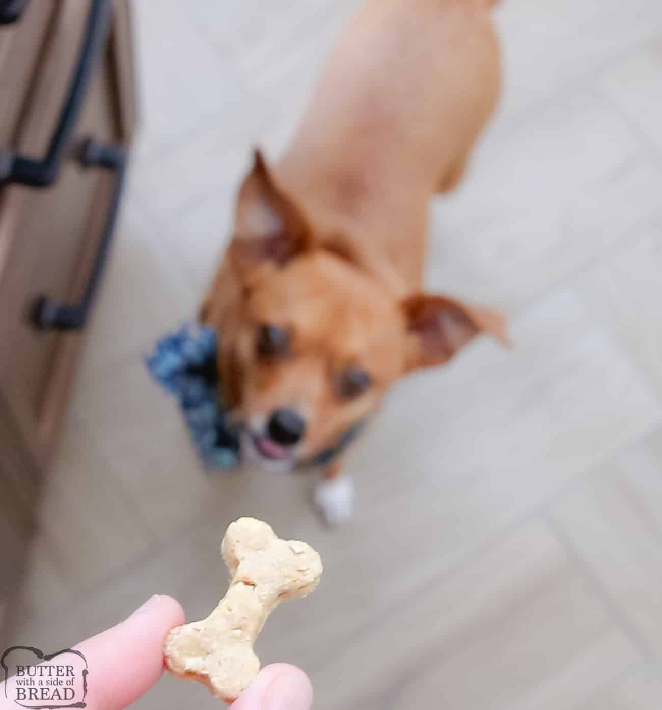 dog wants to eat the homemade dog cookie