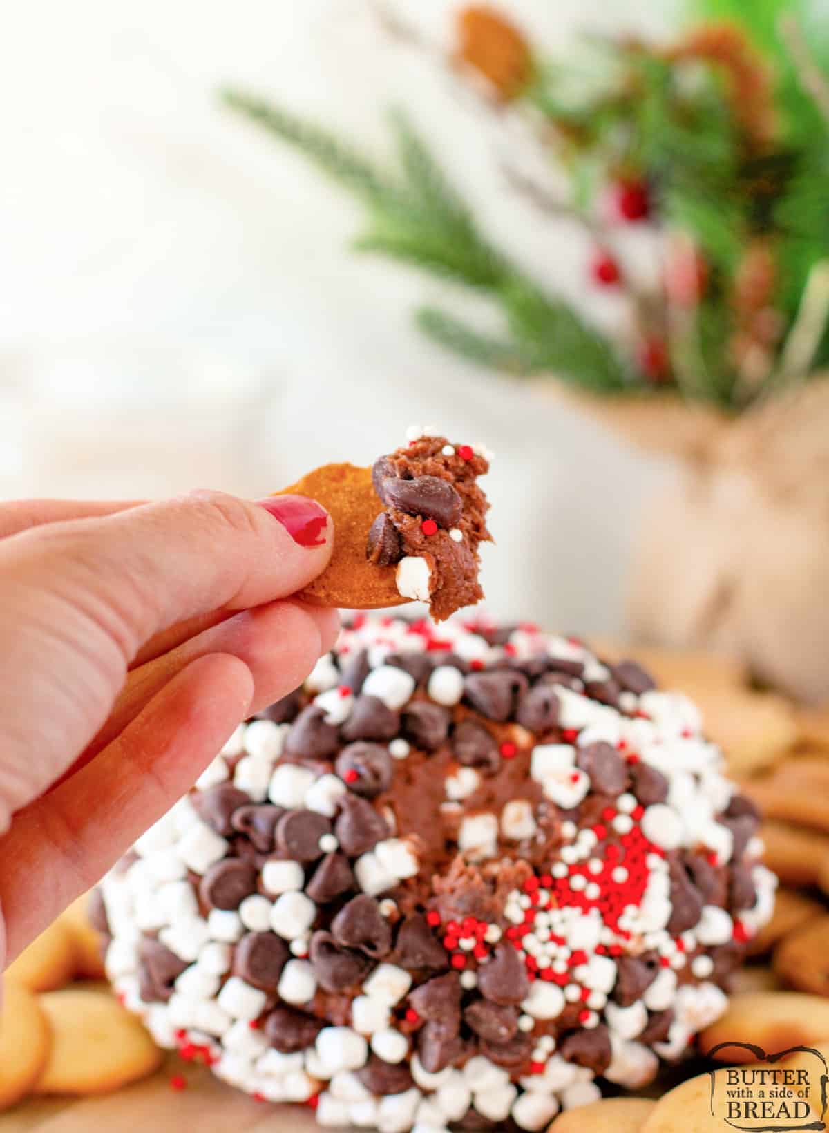 Cookie dipped in a hot cocoa cheeseball.
