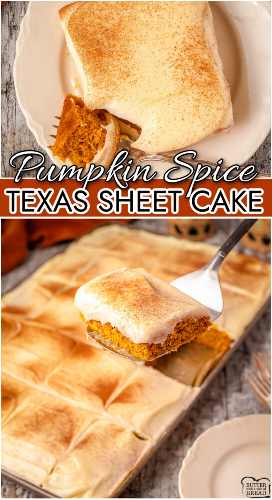 Pumpkin Texas Sheet Cake is a moist & flavorful pumpkin version of this classic dessert! Soft spiced cake topped with a tangy cream cheese icing everyone loves!